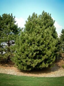 Сосна Чёрная (Pinus Nigra) купить по цене от 270.00р. в интернет-магазине «Посадика» с доставкой почтой в в Пустошкае и по всей России – [изображение №1].