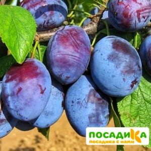 Слива Чачакская ранняя купить по цене от 229.00р. в интернет-магазине «Посадика» с доставкой почтой в в Пустошкае и по всей России – [изображение №1].