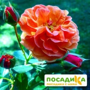 Роза Арабия купить по цене от 350.00р. в интернет-магазине «Посадика» с доставкой почтой в в Пустошкае и по всей России – [изображение №1].