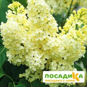 Сирень Примроуз (Primrose) купить по цене от 529.00р. в интернет-магазине «Посадика» с доставкой почтой в в Пустошкае и по всей России – [изображение №1].