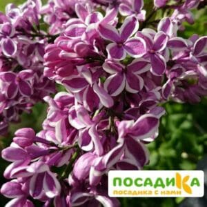 Сирень Сенсация купить по цене от 529.00р. в интернет-магазине «Посадика» с доставкой почтой в в Пустошкае и по всей России – [изображение №1].