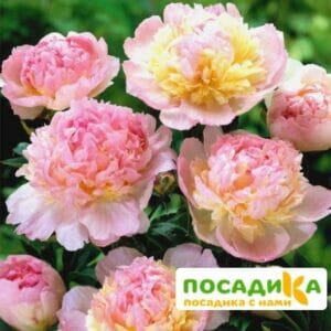 Пион Распберри Сандей (Paeonia Raspberry Sundae) купить по цене от 959р. в интернет-магазине «Посадика» с доставкой почтой в в Пустошкае и по всей России – [изображение №1].