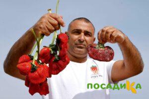 Клубника Гигант Джорнея купить по цене от 266р. в интернет-магазине «Посадика» с доставкой почтой в в Пустошкае и по всей России – [изображение №1].