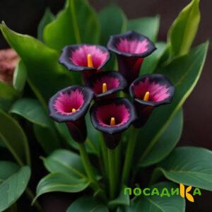 Калла Аура Лейс купить по цене от 400р. в интернет-магазине «Посадика» с доставкой почтой в в Пустошкае и по всей России – [изображение №1].