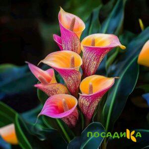 Калла Оникс купить по цене от 450р. в интернет-магазине «Посадика» с доставкой почтой в в Пустошкае и по всей России – [изображение №1].