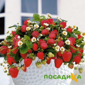 Клубника Рубиновый Шепот (горшечная) купить по цене от 240р. в интернет-магазине «Посадика» с доставкой почтой в в Пустошкае и по всей России – [изображение №1].
