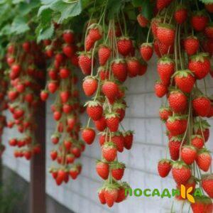 Клубника вьющаяся Комплимент купить по цене от 470р. в интернет-магазине «Посадика» с доставкой почтой в в Пустошкае и по всей России – [изображение №1].