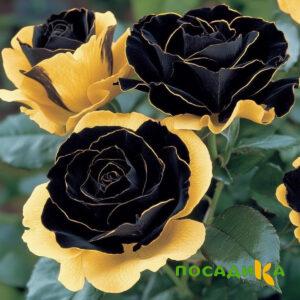 Роза Ханни Сикл купить по цене от 700р. в интернет-магазине «Посадика» с доставкой почтой в в Пустошкае и по всей России – [изображение №1].