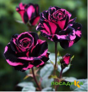 Роза Багровый Шепот купить по цене от 366р. в интернет-магазине «Посадика» с доставкой почтой в в Пустошкае и по всей России – [изображение №1].