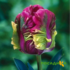 Тюльпан Экзотик Хэвен купить по цене от 186р. в интернет-магазине «Посадика» с доставкой почтой в в Пустошкае и по всей России – [изображение №1].