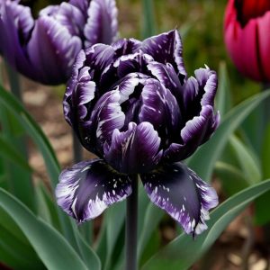 Тюльпан Индиго купить по цене от 600р. в интернет-магазине «Посадика» с доставкой почтой в в Пустошкае и по всей России – [изображение №1].