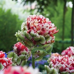 Тюльпан Дабл Флеминг Берд купить по цене от 249р. в интернет-магазине «Посадика» с доставкой почтой в в Пустошкае и по всей России – [изображение №1].