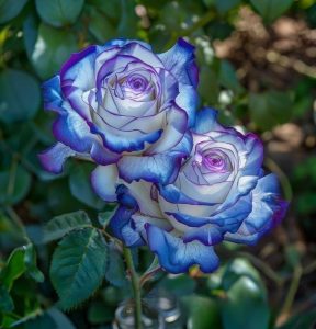 Роза Пэтолз Хоуп купить по цене от 333р. в интернет-магазине «Посадика» с доставкой почтой в в Пустошкае и по всей России – [изображение №1].