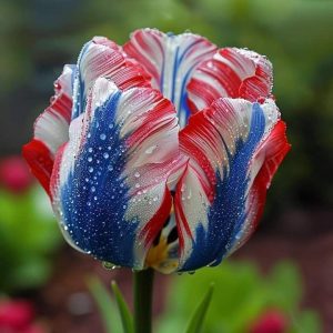 Тюльпан Ремс Сенсейшн купить по цене от 219р. в интернет-магазине «Посадика» с доставкой почтой в в Пустошкае и по всей России – [изображение №1].