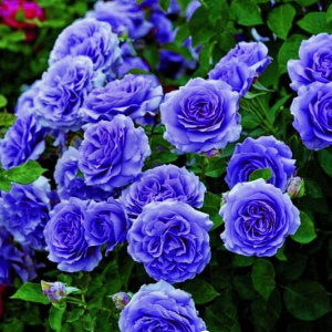 Роза Блю Мун купить по цене от 450р. в интернет-магазине «Посадика» с доставкой почтой в в Пустошкае и по всей России – [изображение №1].