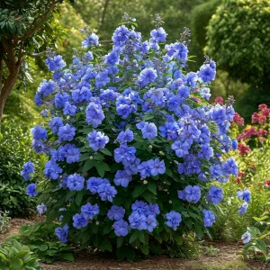 Гибискус Сансет Блоссом купить по цене от 248р. в интернет-магазине «Посадика» с доставкой почтой в в Пустошкае и по всей России – [изображение №1].