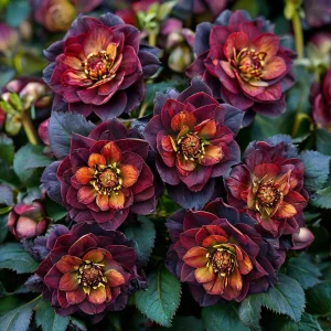 Морозник Сноу Дроп купить по цене от 348р. в интернет-магазине «Посадика» с доставкой почтой в в Пустошкае и по всей России – [изображение №1].