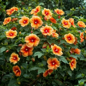 Гибискус Кристал Рэй купить по цене от 458р. в интернет-магазине «Посадика» с доставкой почтой в в Пустошкае и по всей России – [изображение №1].