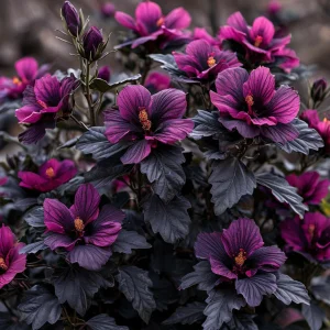 Гибискус Корал Чарм купить по цене от 271р. в интернет-магазине «Посадика» с доставкой почтой в в Пустошкае и по всей России – [изображение №1].