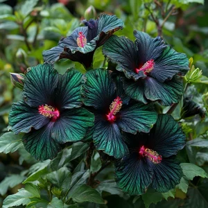 Гибискус Пикок Плюм купить по цене от 490р. в интернет-магазине «Посадика» с доставкой почтой в в Пустошкае и по всей России – [изображение №1].