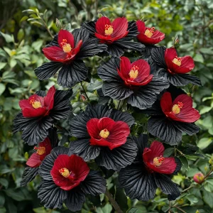 Гибискус Ройял Афеа купить по цене от 460р. в интернет-магазине «Посадика» с доставкой почтой в в Пустошкае и по всей России – [изображение №1].