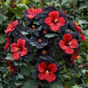 Гибискус Шиммеринг купить по цене от 720р. в интернет-магазине «Посадика» с доставкой почтой в в Пустошкае и по всей России – [изображение №1].