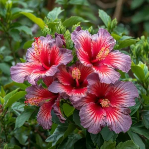 Гибискус Кримсон Флейм купить по цене от 479р. в интернет-магазине «Посадика» с доставкой почтой в в Пустошкае и по всей России – [изображение №1].