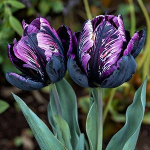 Тюльпан Блэк Каньон купить по цене от 305р. в интернет-магазине «Посадика» с доставкой почтой в в Пустошкае и по всей России – [изображение №1].