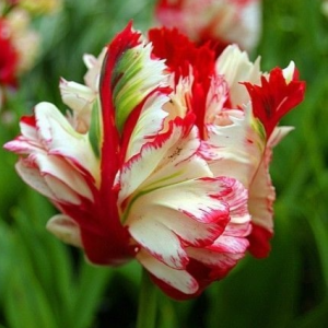 Тюльпан Эстелла Рижнвельд купить по цене от 500р. в интернет-магазине «Посадика» с доставкой почтой в в Пустошкае и по всей России – [изображение №1].