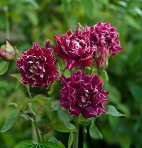 Роза Опаловый Пейзаж купить по цене от 490р. в интернет-магазине «Посадика» с доставкой почтой в в Пустошкае и по всей России – [изображение №1].